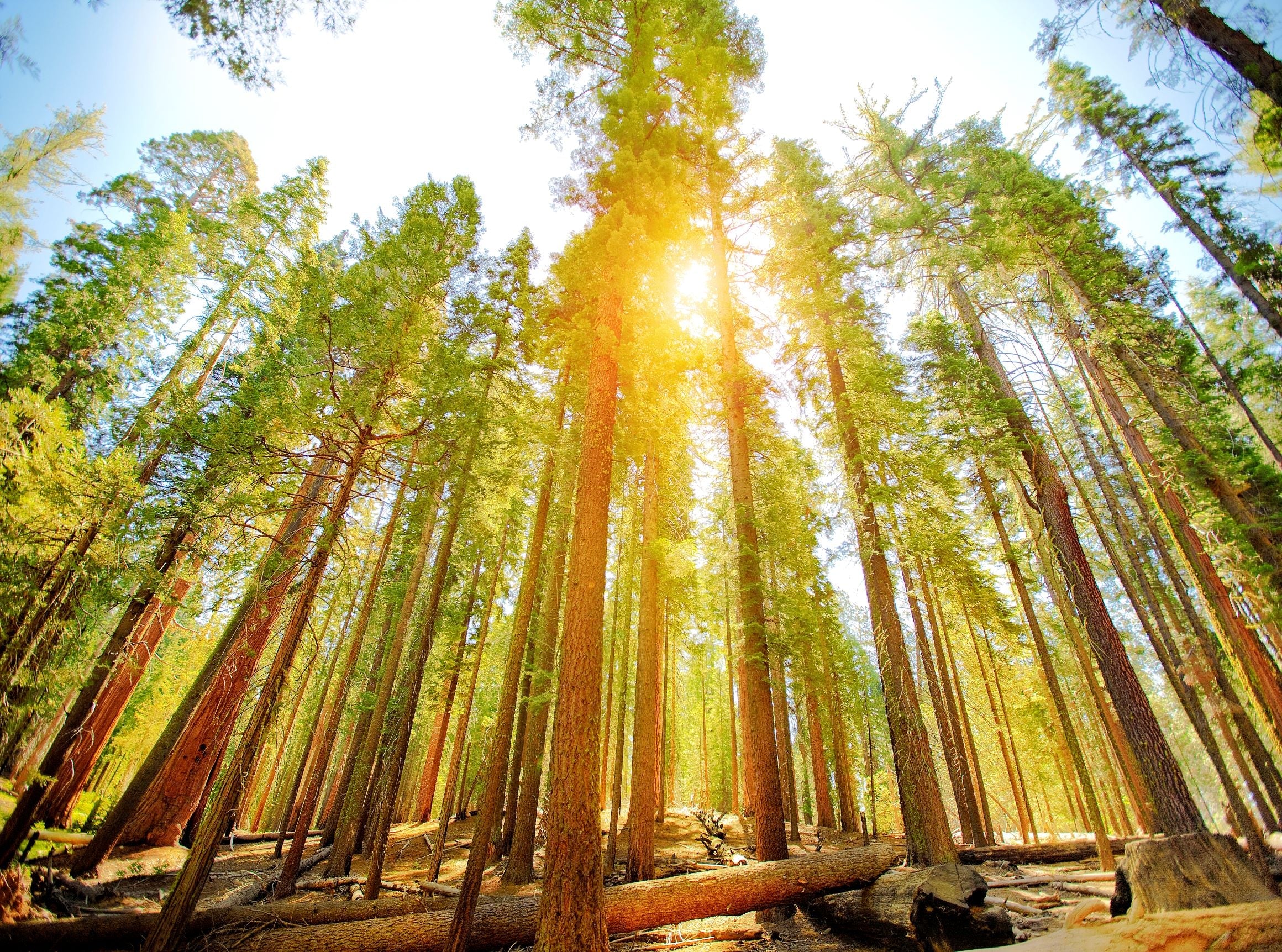 Archangel Champion Giant Sequoia Trees Growing In The UK