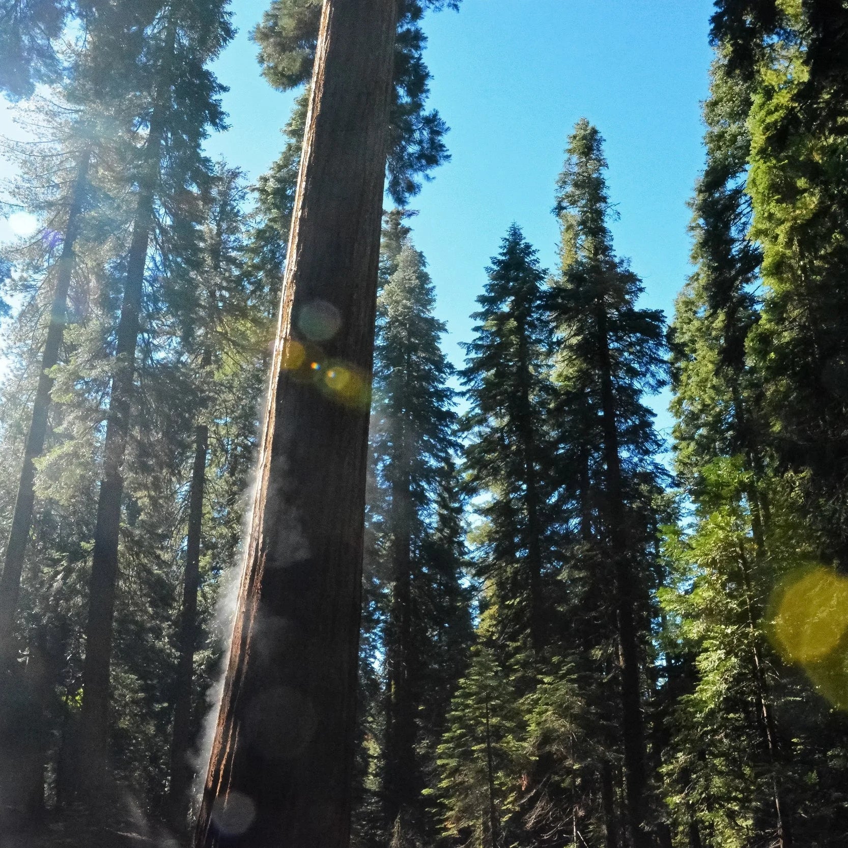 Sponsor a Sequoia