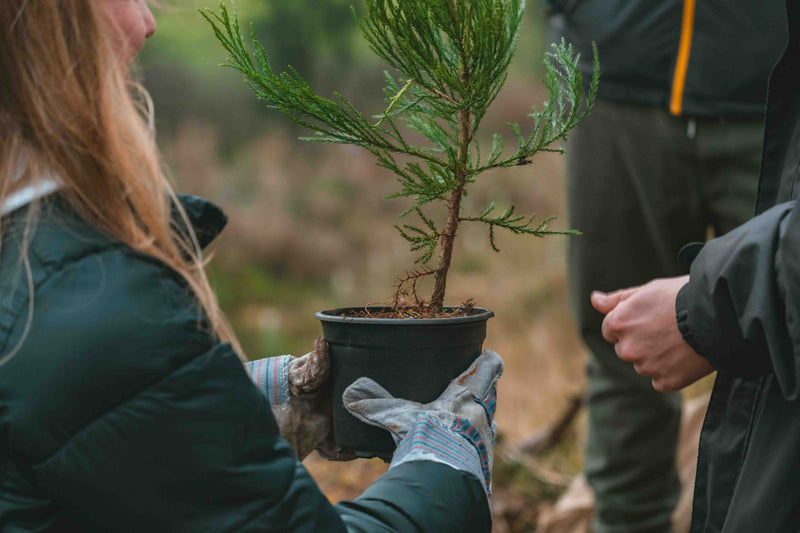 We plant and tag it