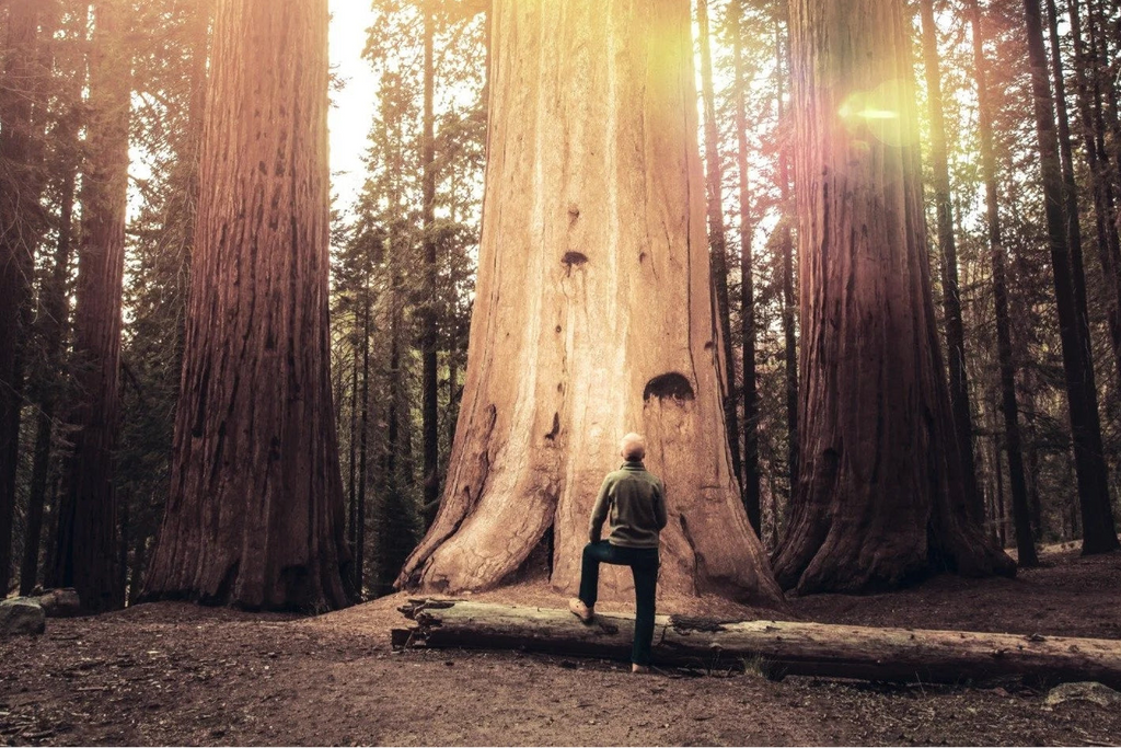 Sponsor a Sequoia